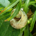 hermit snail 4