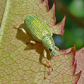 Phyllobius species